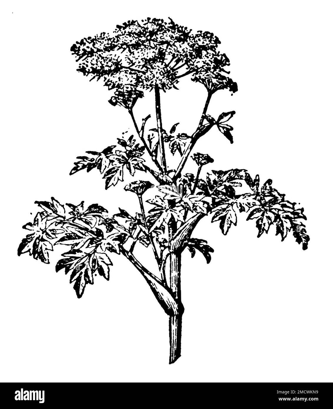 jardin angelica, Angelica archangelica Syn. Angelica officinalis, (encyclopédie, 1910), Arznei-Engelwurz oder Echte Engelwurz, angélique vraie Banque D'Images