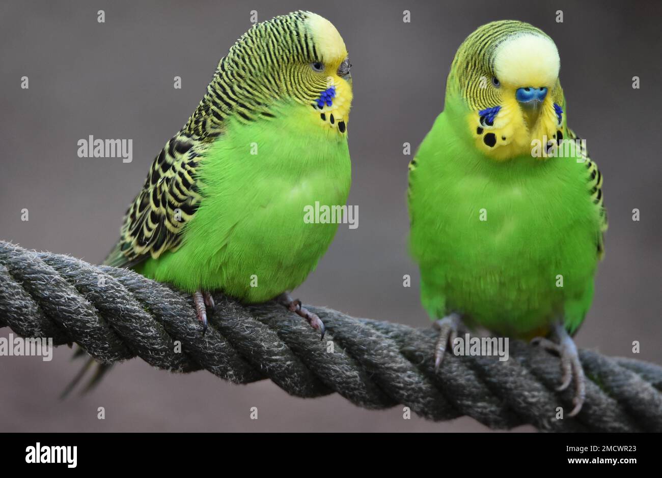 Copains (Melopsittacus undulatus) sur une corde, Mecklembourg-Poméranie occidentale, Allemagne Banque D'Images