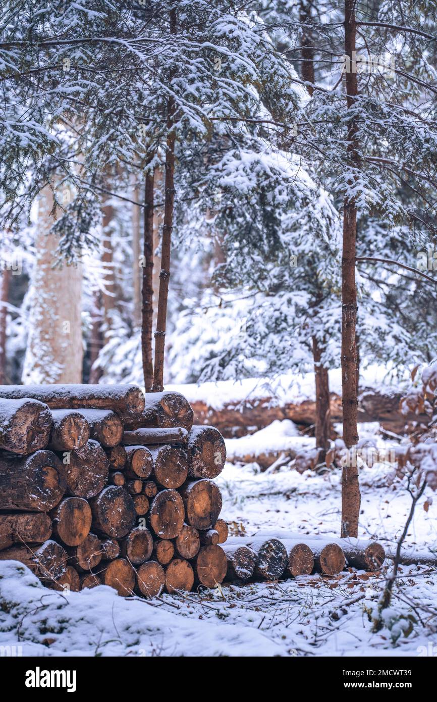 Pile de bois en forêt d'hiver avec neige par mauvais temps, Unterhaugstett, Forêt Noire, Allemagne Banque D'Images