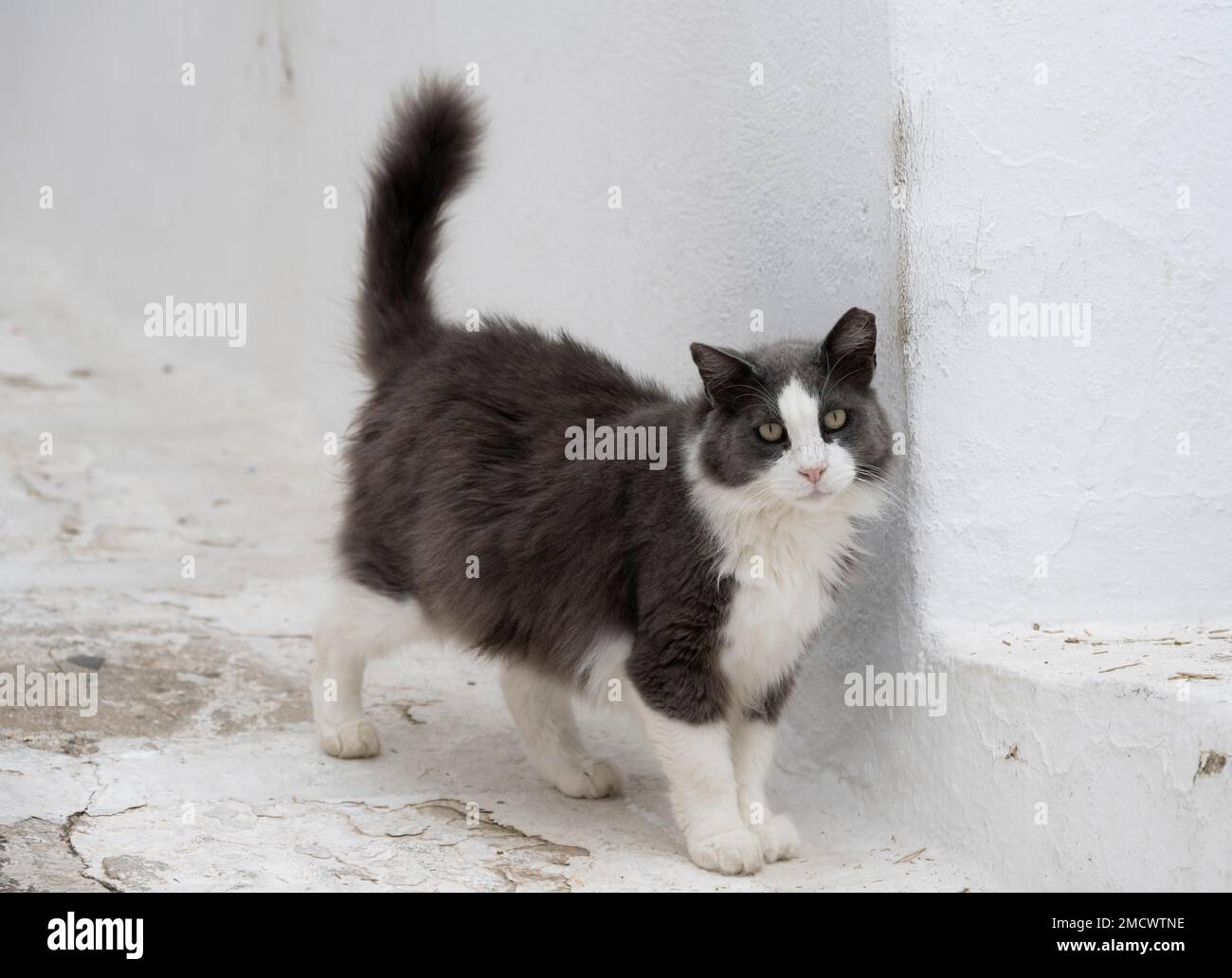 Cat dans les ruelles de Mykonos, la vieille ville, Mykonos, Cyclades, Grèce Banque D'Images