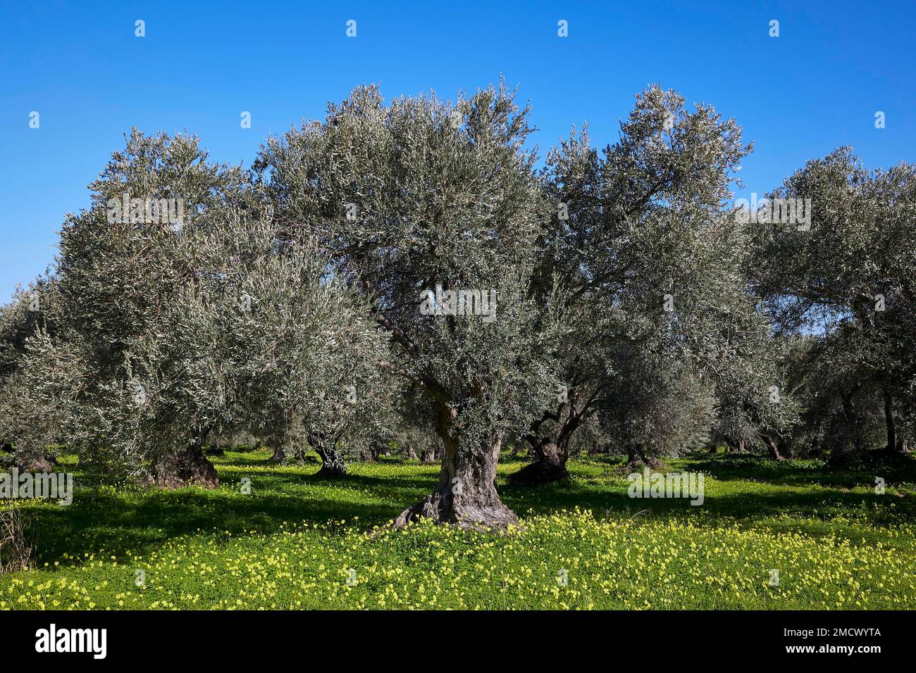 Printemps en Crète, montagnes enneigées, massif Ida, Psiloritis, Centre de la Crète, Île de Crète, Grèce Banque D'Images