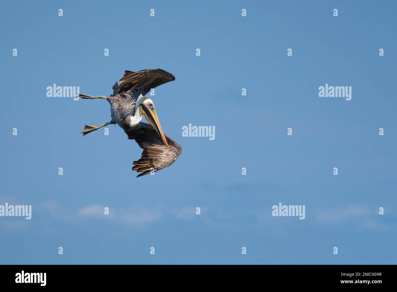 Pélican brun (Pelecanus occidentalis) en vol, Isla de la Plata, province de Manabi, Équateur Banque D'Images