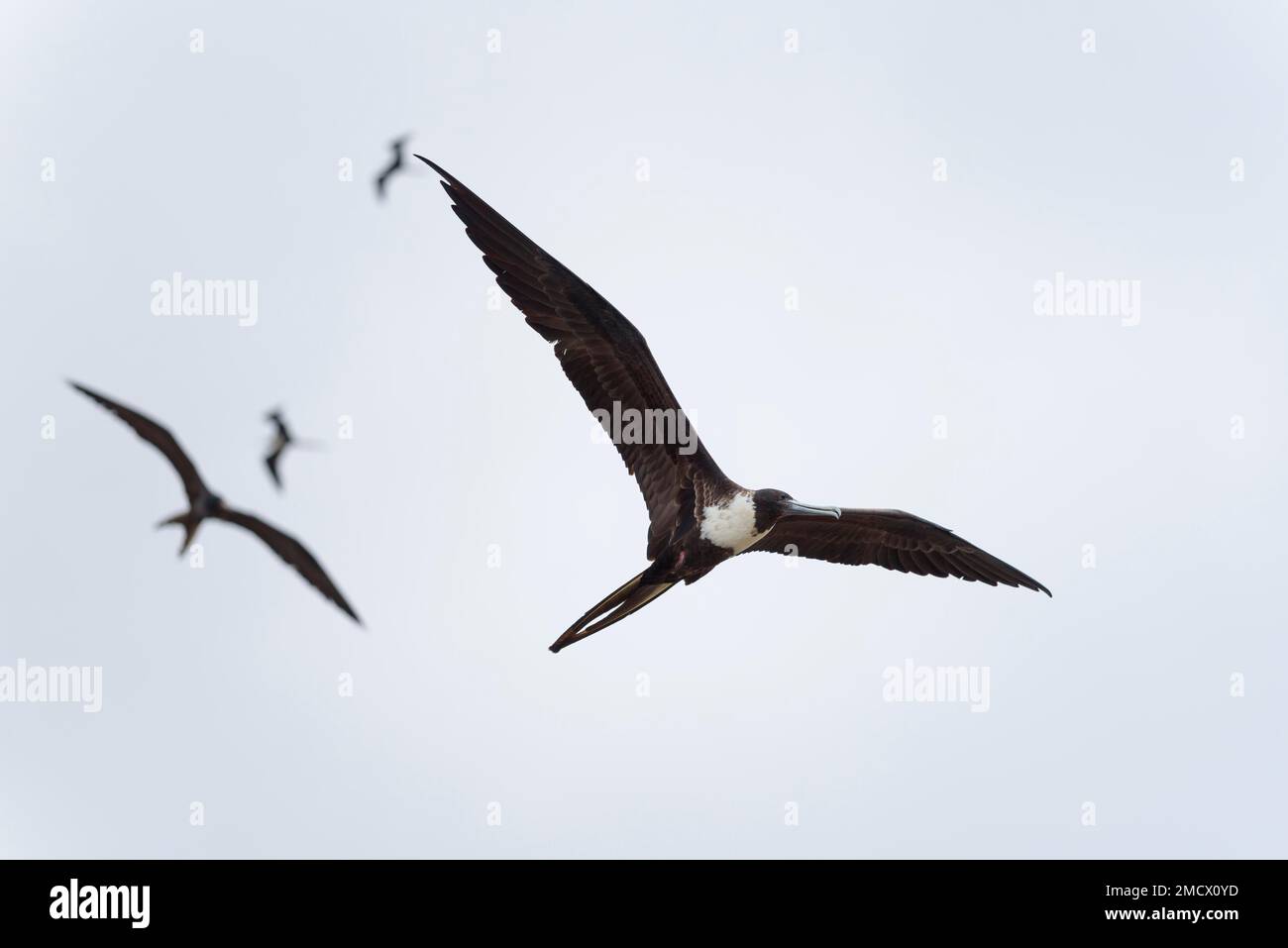 Magnifiques frégatebirds (Fregata magnifiens) en vol, province de Manabi, Équateur Banque D'Images