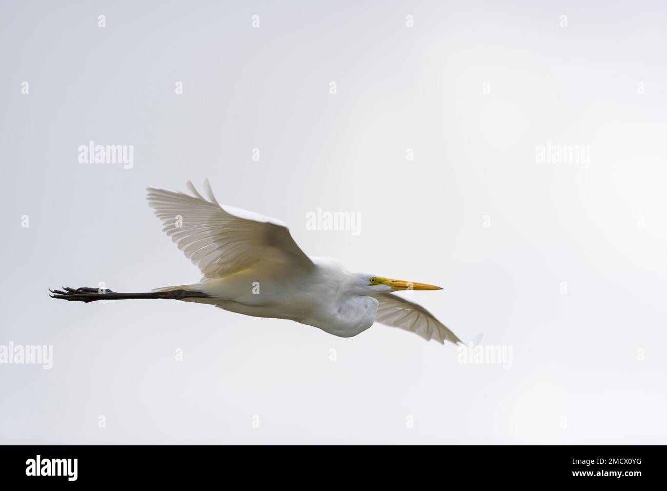 Grand aigreet (Ardea alba) en vol, marais de la Segua, province de Manabi, Équateur Banque D'Images