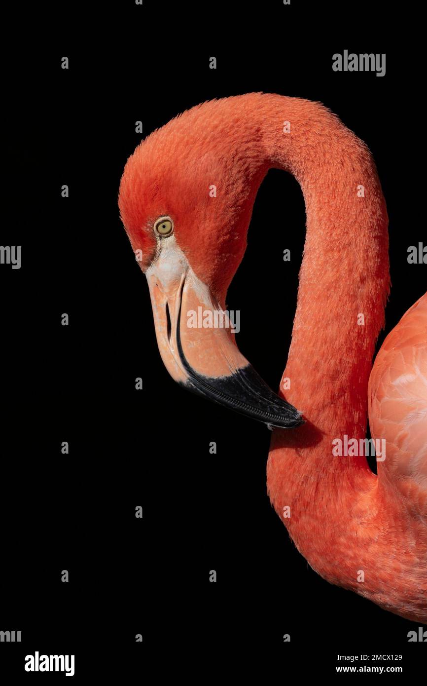 Flamingo cubain, flamant américain (Phoenicopterus ruber ruber), Portrait Banque D'Images