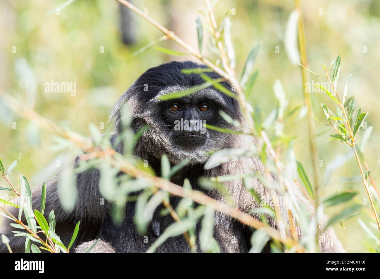 Gibbon Java, gibbon argenté (Hylobates moloch), Bow-wow, vue à travers un Bush, Bavière, Allemagne Banque D'Images