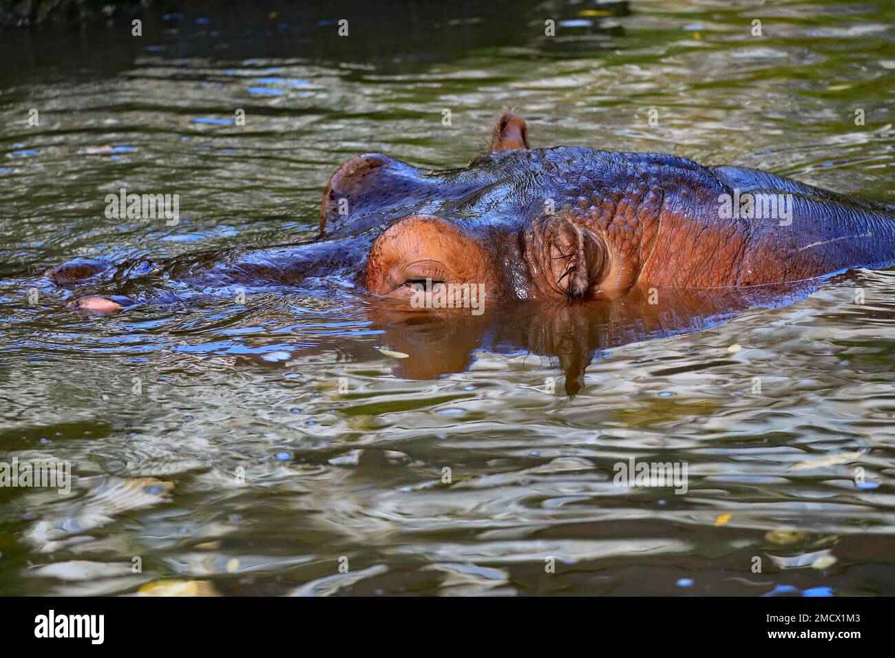 Hippopotame (Hippopotamus ammpshibustaucht) qui s'élève de l'eau, portrait d'hippopotame, Yorkommen en captivité en Afrique, menacé d'extinction Banque D'Images