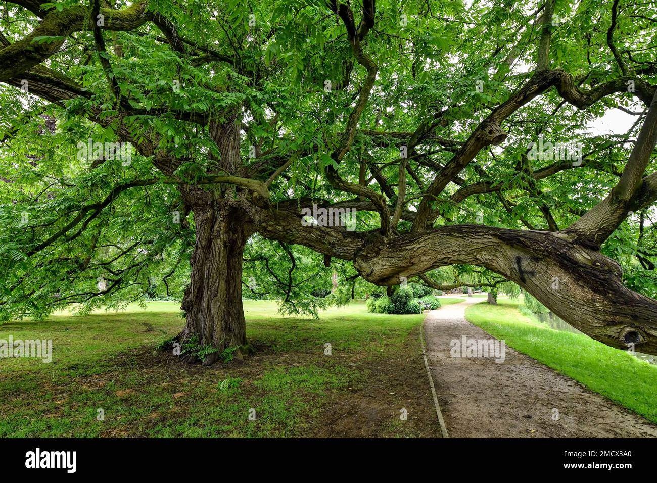 Tree, Castle Park, celle, Basse-Saxe, Allemagne Banque D'Images