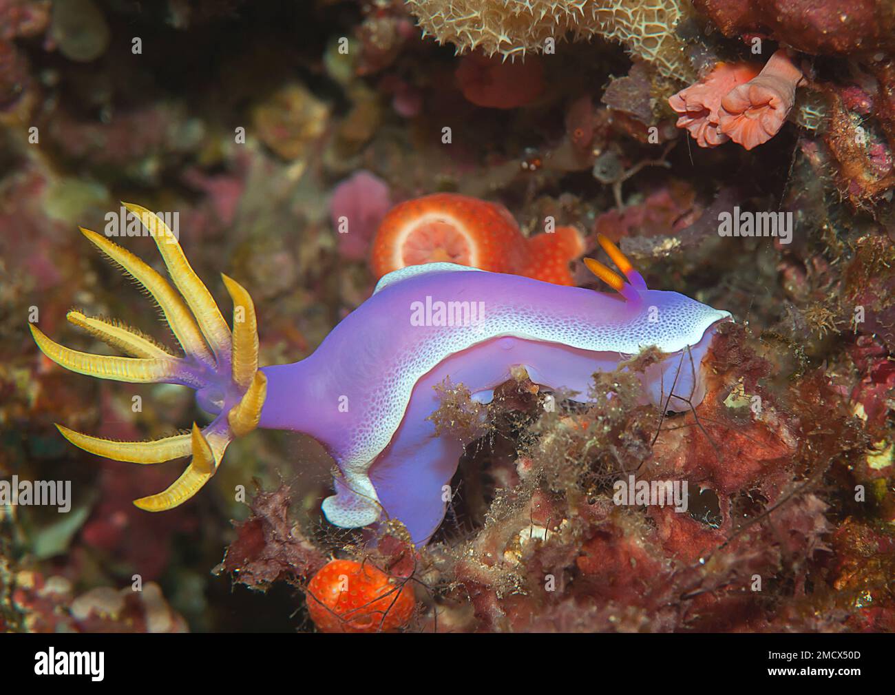 La nudibranche violette colorée rampe sur le corail dur Banque D'Images
