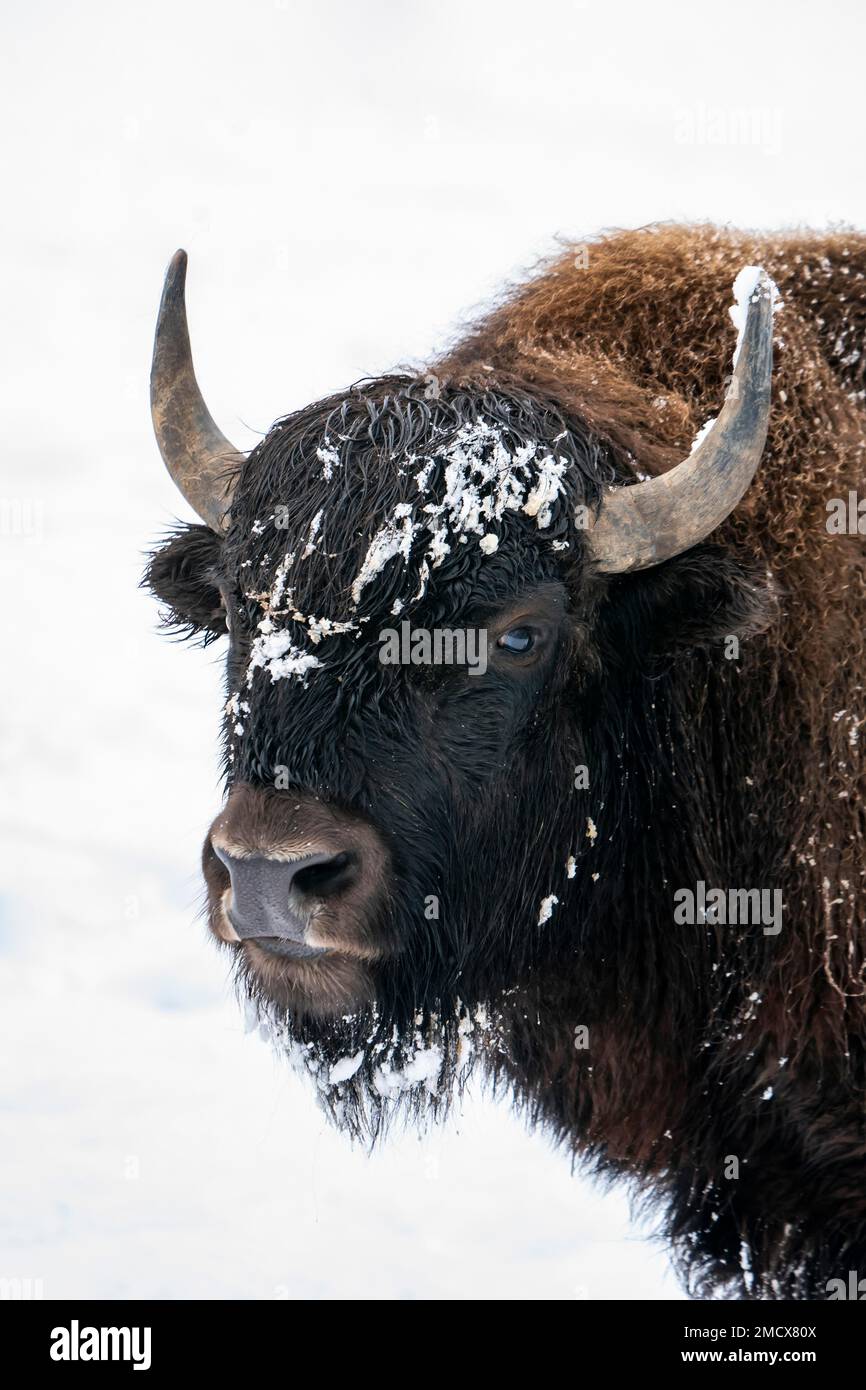 Bison en hiver, couvert de neige fermé, portrait-tête, Eifel volcanique, Rhénanie-Palatinat, Allemagne Banque D'Images