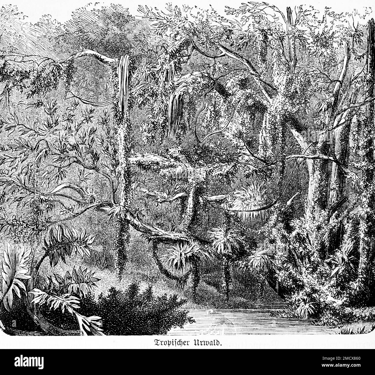 Jungle, forêt tropicale, tropiques intérieurs, broméliades, bassin de l'Amazone, système fluvial, environnement, climat, écologie, illustration historique 1885 Banque D'Images