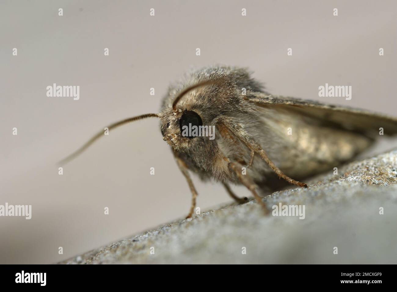 Gros plan sur le papillon rustiques et rebondi, Luperina testacea assis sur une pierre Banque D'Images