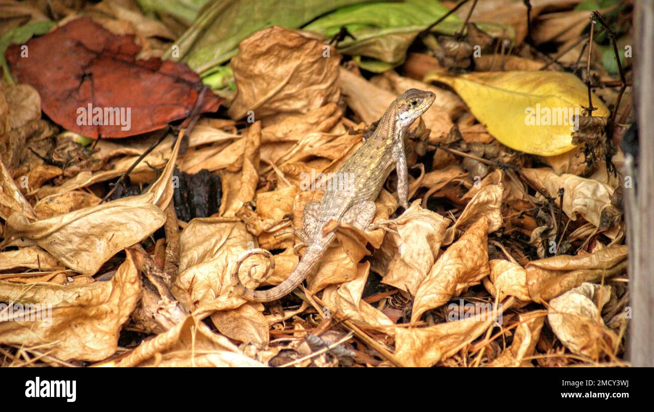 Gros plan d'un lézard à queue caillé dans la forêt d'automne Banque D'Images