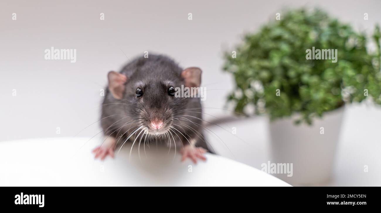 rats dumbo gris pour animaux de compagnie