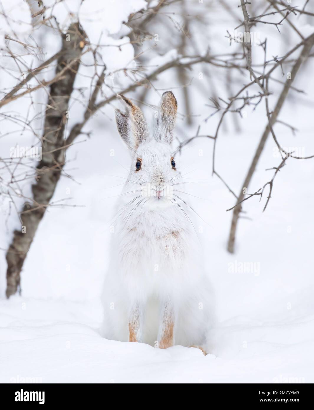 Lièvre d'Amérique blanc assis dans la neige en hiver au Canada Banque D'Images