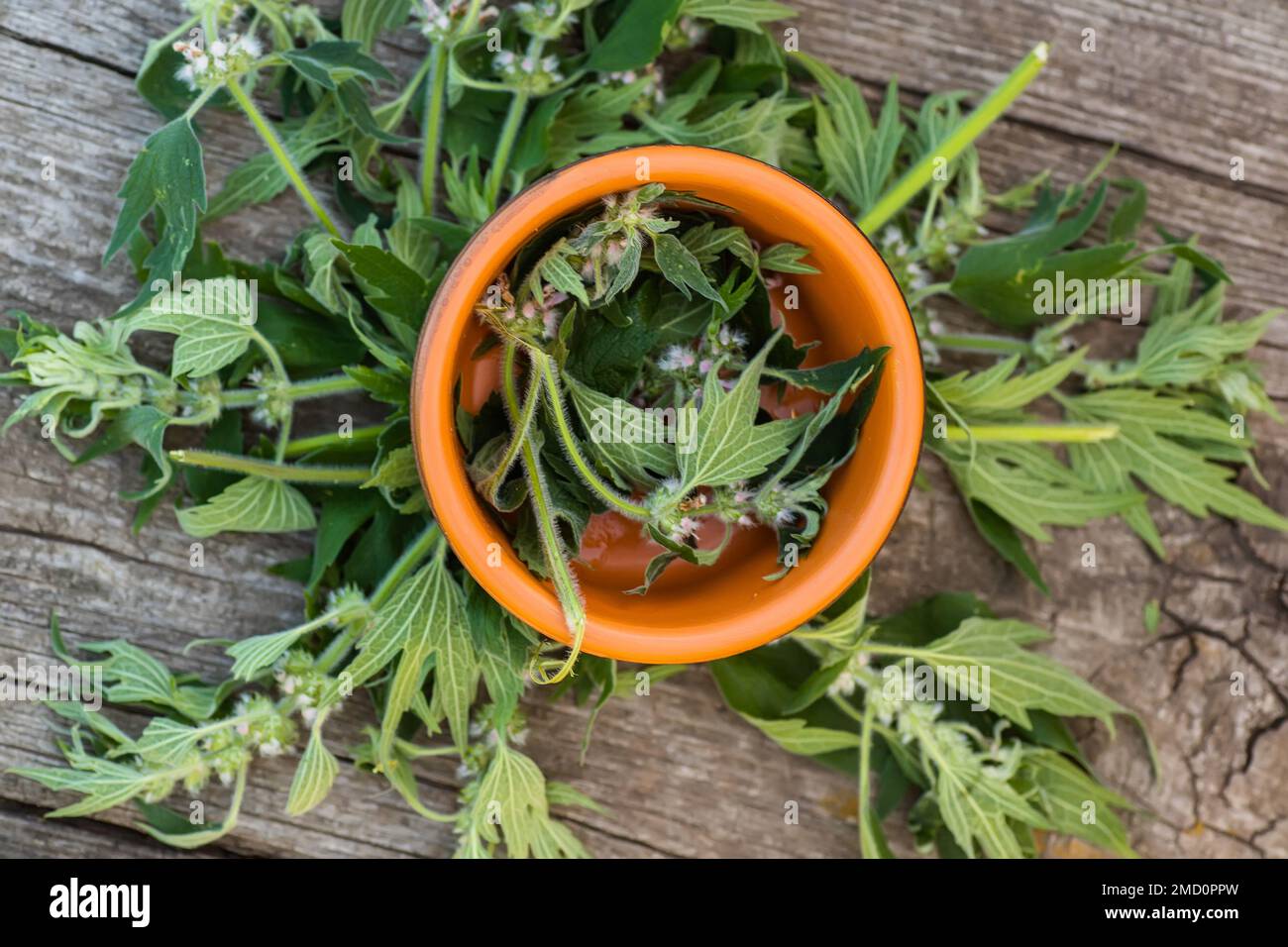 Leonurus cardiaca, motherwort, throw-moût, oreille du lion, plante médicinale de la queue du lion. Ingrédient pour la cosmétologie et la médecine non traditionnelle. Floraison Banque D'Images