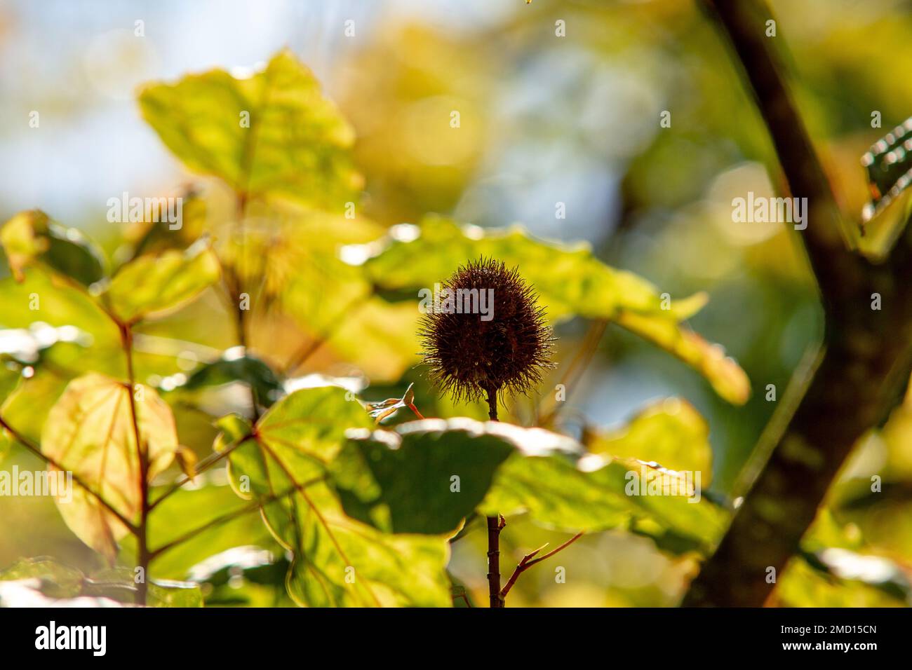 Graines de puberula d'Allamanda dans un jardin de Rio de Janeiro. Banque D'Images
