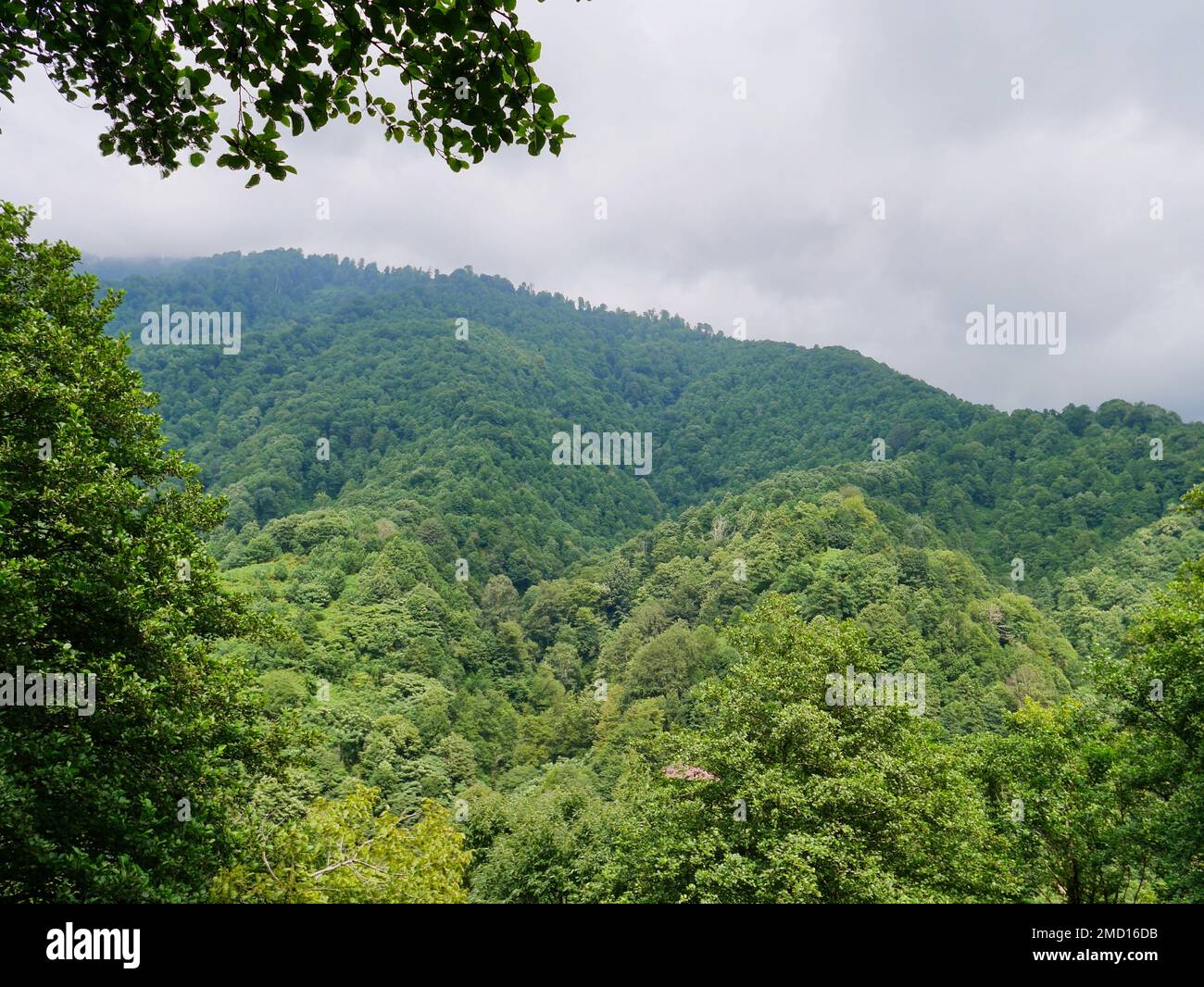 Vue panoramique du parc national de Mtirala, Géorgie. Banque D'Images