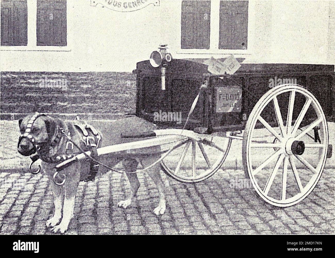 Draught Dog de 1915 Banque D'Images