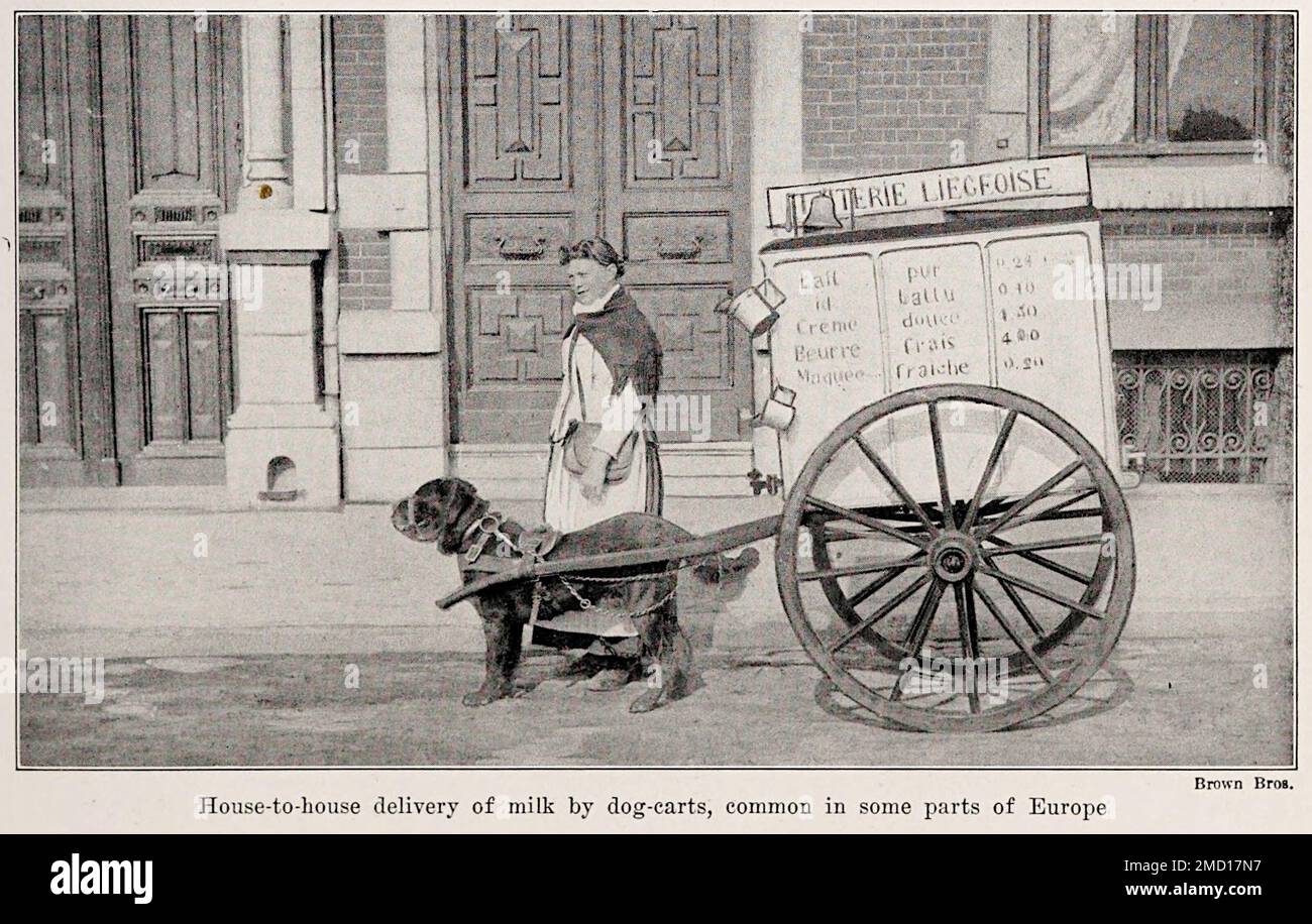 Livraison maison à maison de lait par chariot de chien à Liège, Belgique - 1923 - de l'Encyclopédie de l'alimentation par Artemas Ward. Banque D'Images