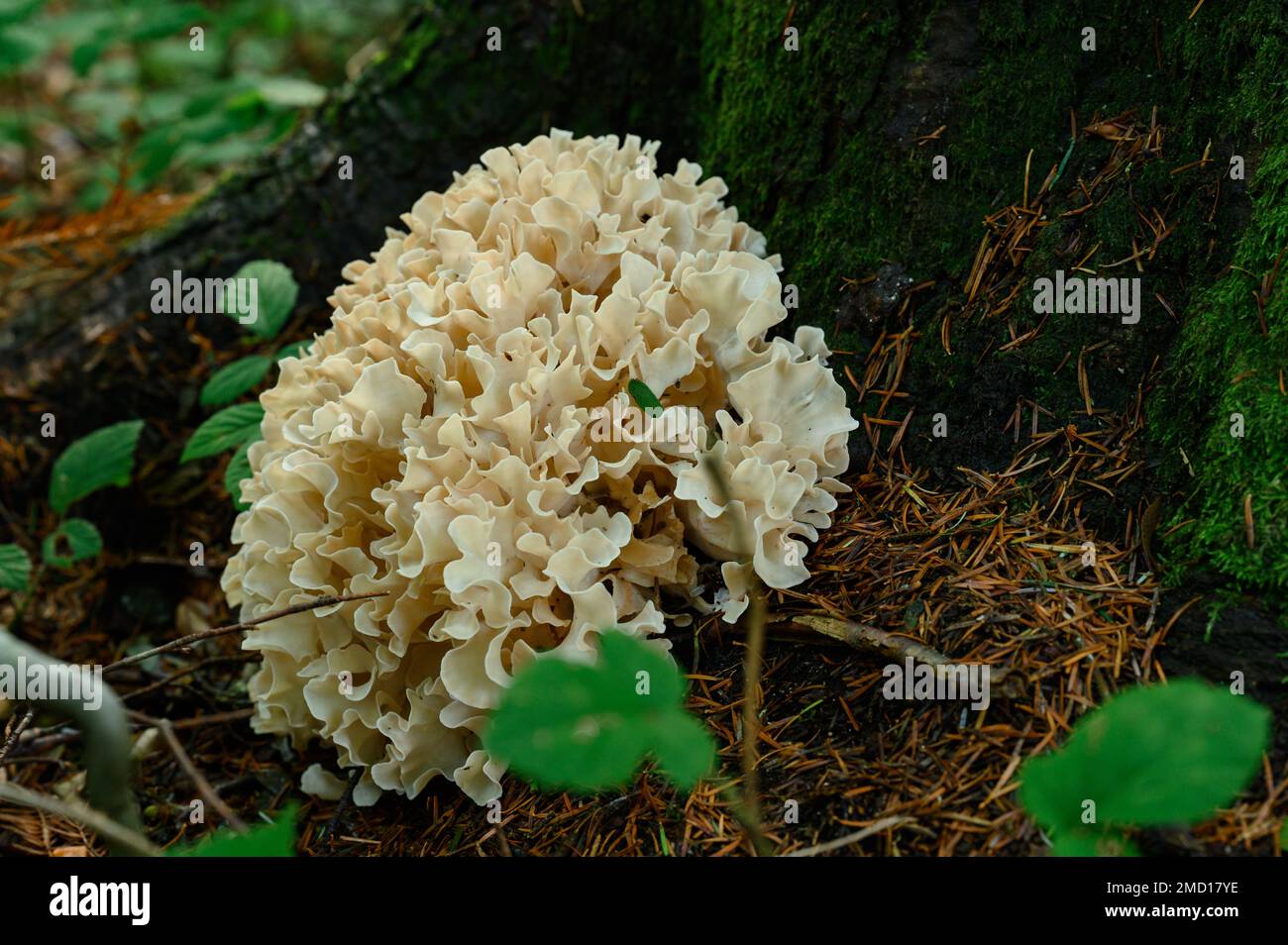Grifola frondosa gros plan dans la forêt près d'un tronc d'arbre. Banque D'Images