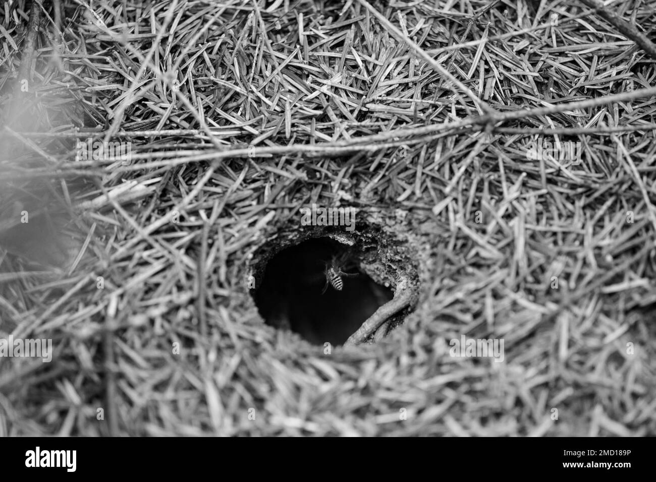 Un trou de guêpe dans la forêt se trouve dans le sol, autour des aiguilles tombées des conifères. Banque D'Images