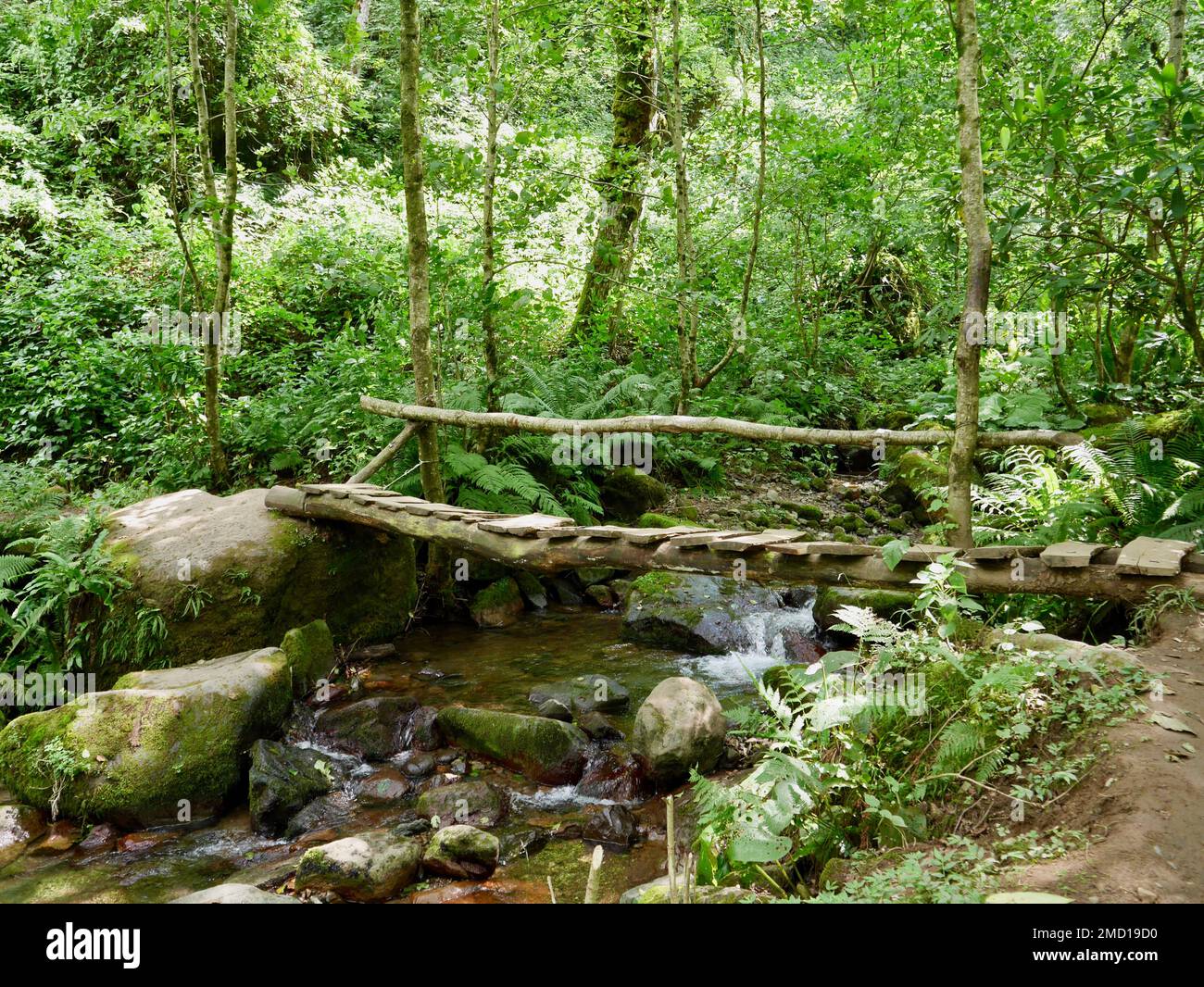 Pont en bois dans le parc national vert luxuriant de Mtirala, Géorgie. Photo de haute qualité Banque D'Images