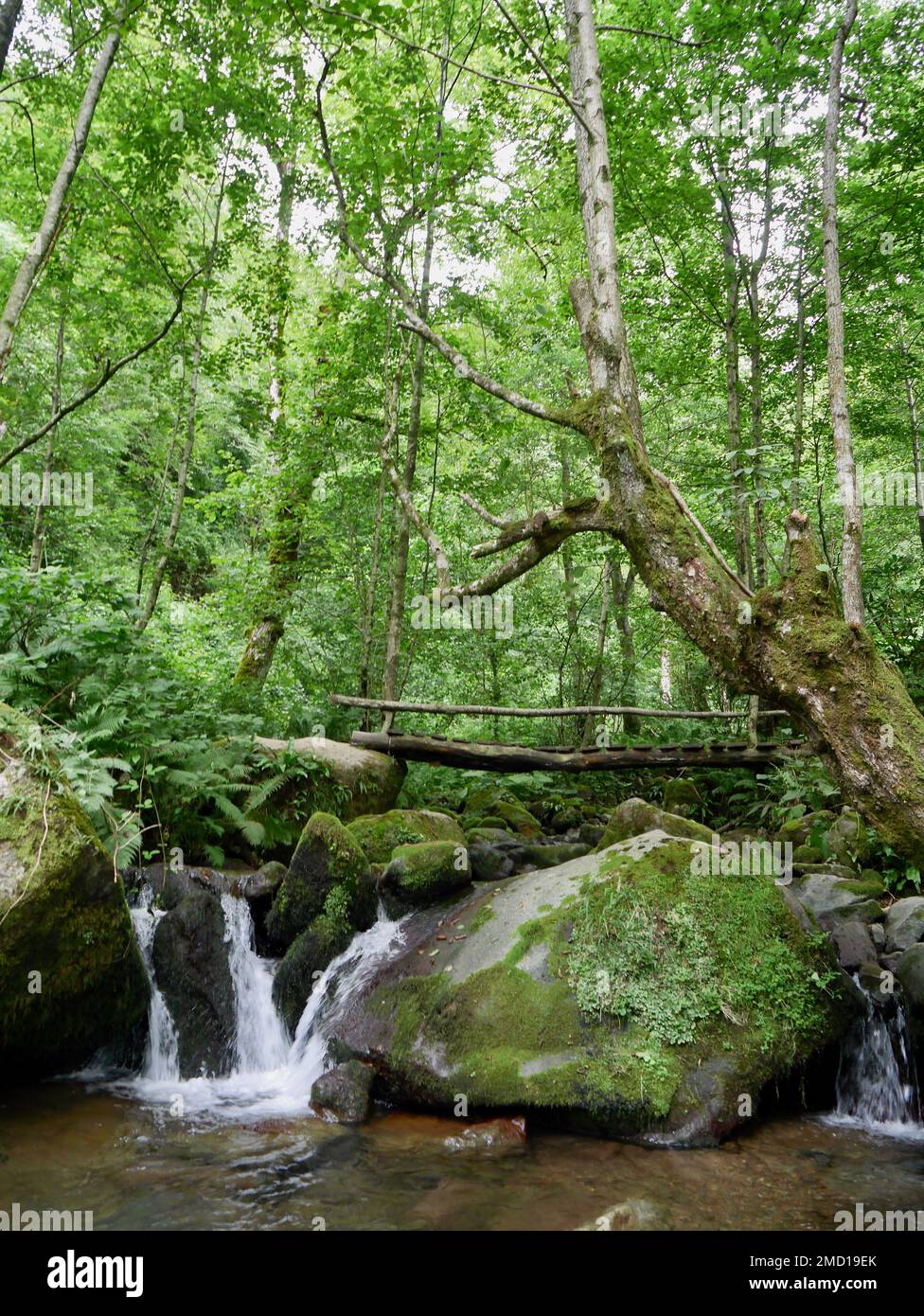 Pont en bois dans le parc national vert luxuriant de Mtirala, Géorgie. Banque D'Images