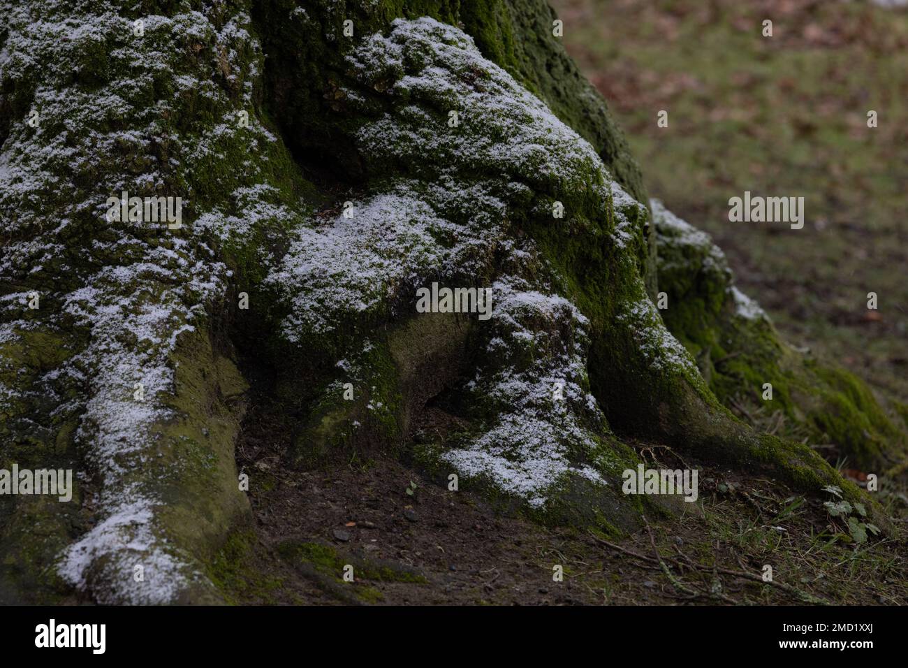 Racines d'arbre sous la première neige avec de la mousse verte dans la forêt d'hiver Banque D'Images