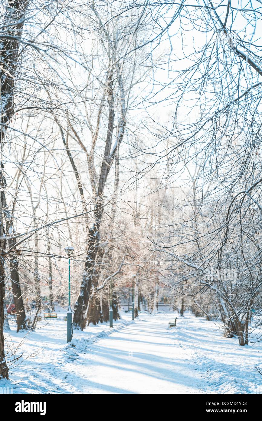 ville enneigée en hiver. une allée enneigée. Banque D'Images