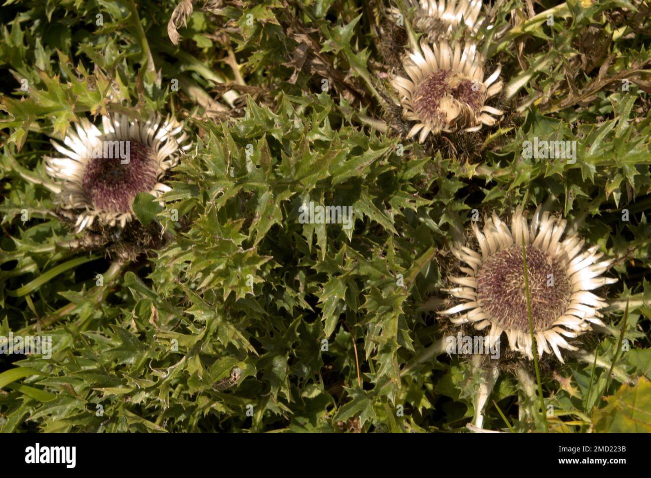 Chardon argenté (Carlina acaulis) sur Flumserberg, Alpes suisses Banque D'Images