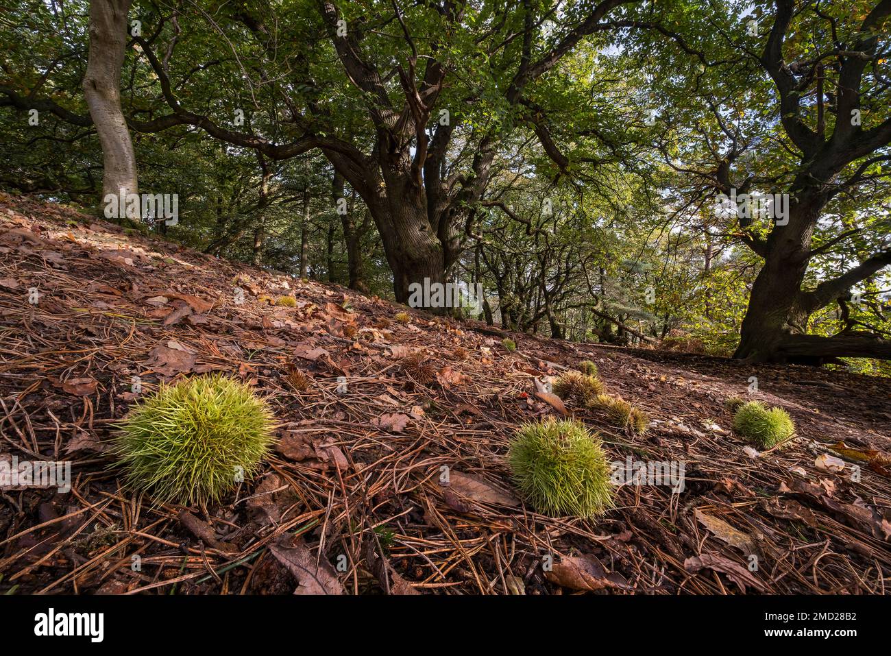 Veteran Sweet Chestnut Trees (Castanea Sativa) , Bulkeley Hill Woods, Peckforton Hills, Cheshire, Angleterre, ROYAUME-UNI Banque D'Images