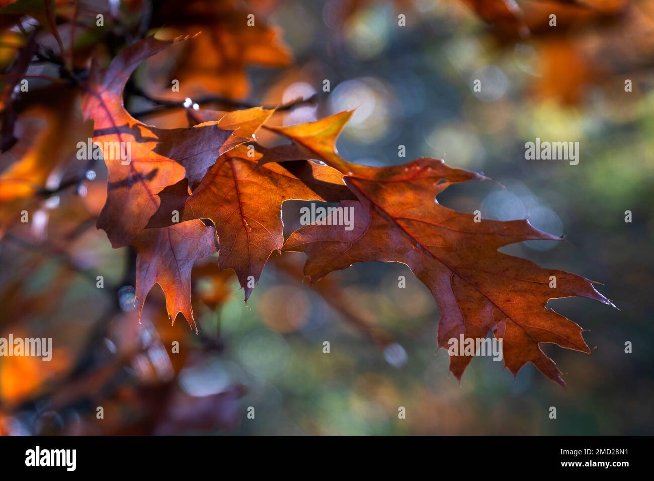 Feuilles d'automne rétroéclairées, The Lovell Quinta Arboretum, Swettenham, Cheshire, Angleterre, Royaume-Uni Banque D'Images