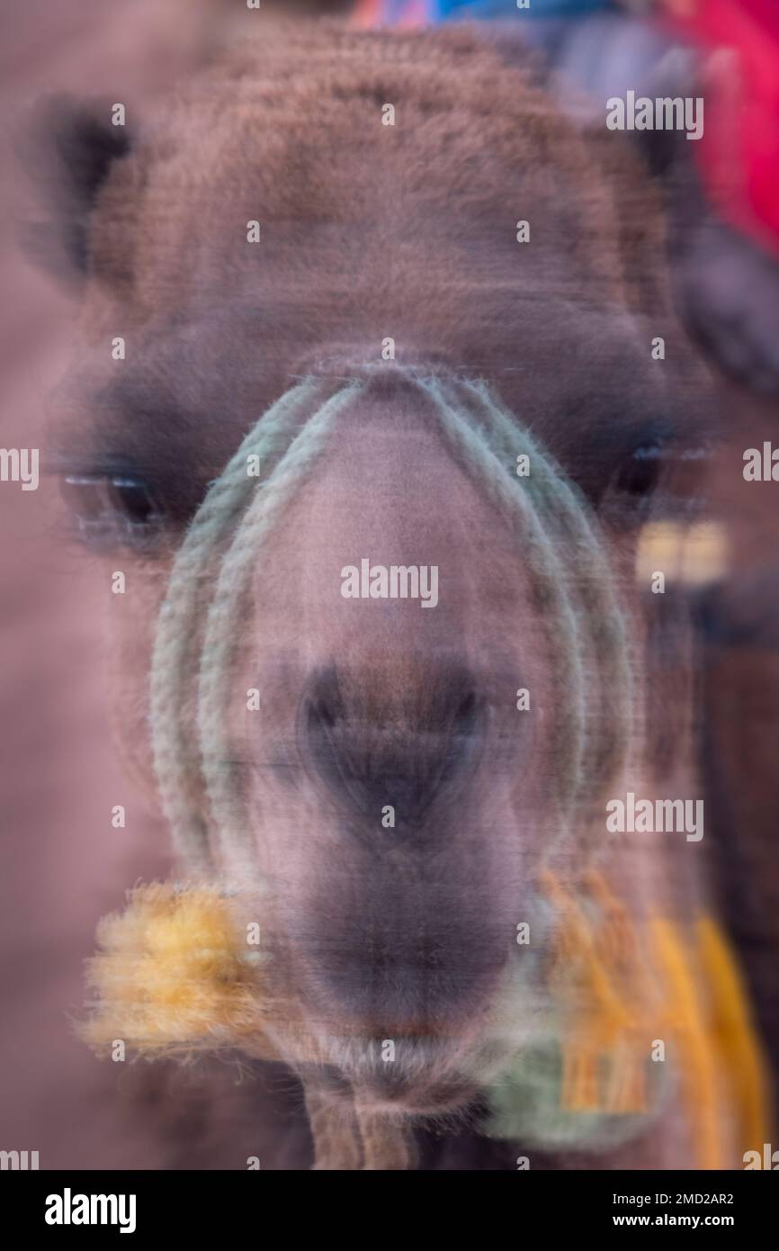Image abstraite de chameau, désert du Sahara, Maroc, Afrique du Nord Banque D'Images