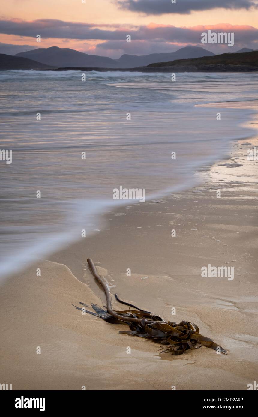 Sea Kelp au coucher du soleil, Scarista Beach, Isle of Harris, Outer Hebrides, Écosse, ROYAUME-UNI Banque D'Images