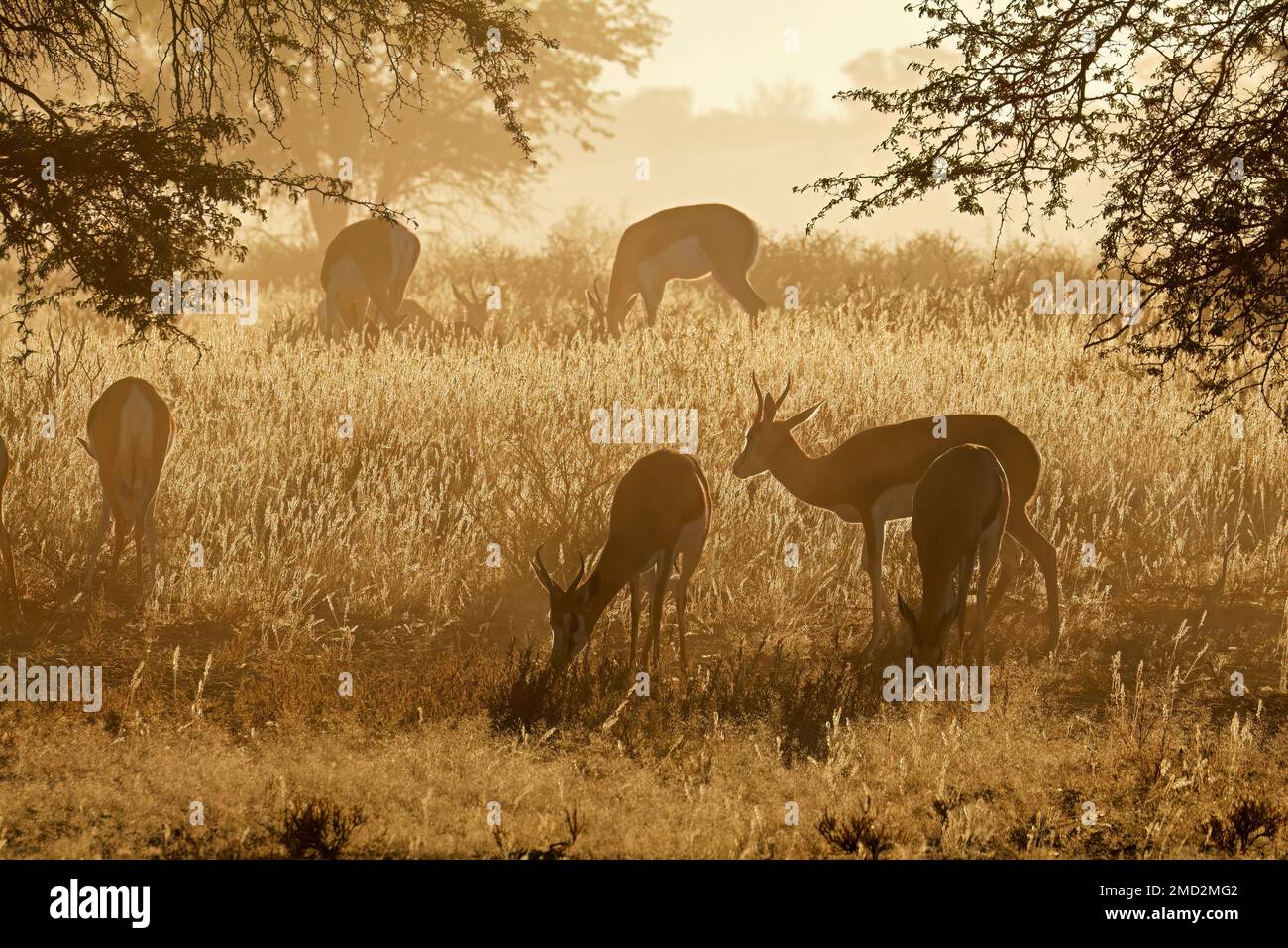 Le Springbok (Antidorcas marsupialis) antilopes au lever du soleil, désert du Kalahari, Afrique du Sud Banque D'Images