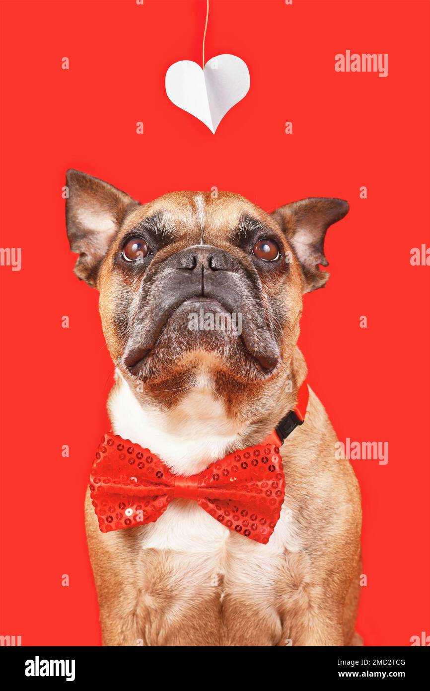 Valntine's Day French Bulldog chien portant un noeud papillon et regardant vers le haut sur coeur sur fond rouge Banque D'Images