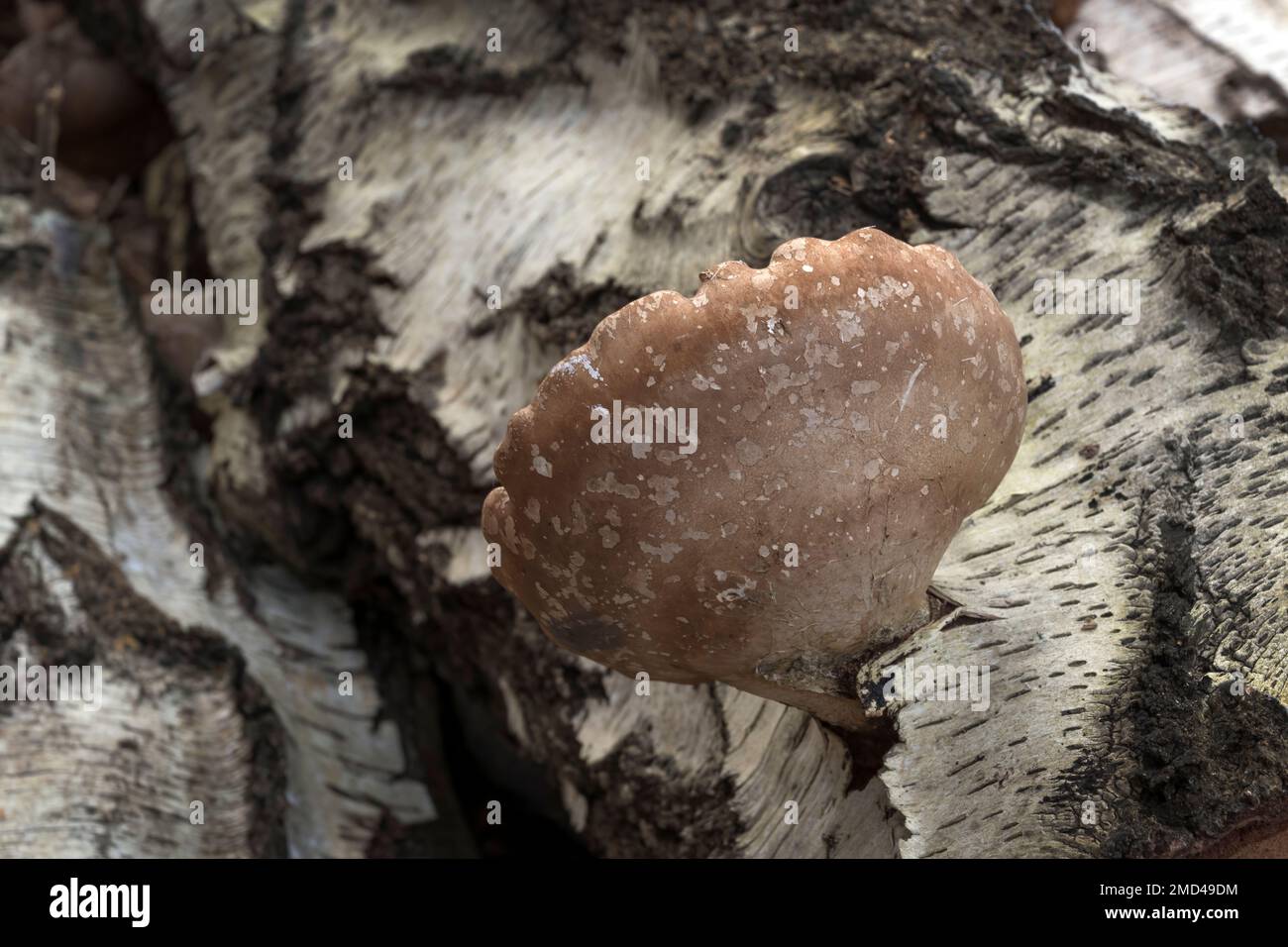 Champignon champignon poussant sur le bouleau argenté mort Banque D'Images