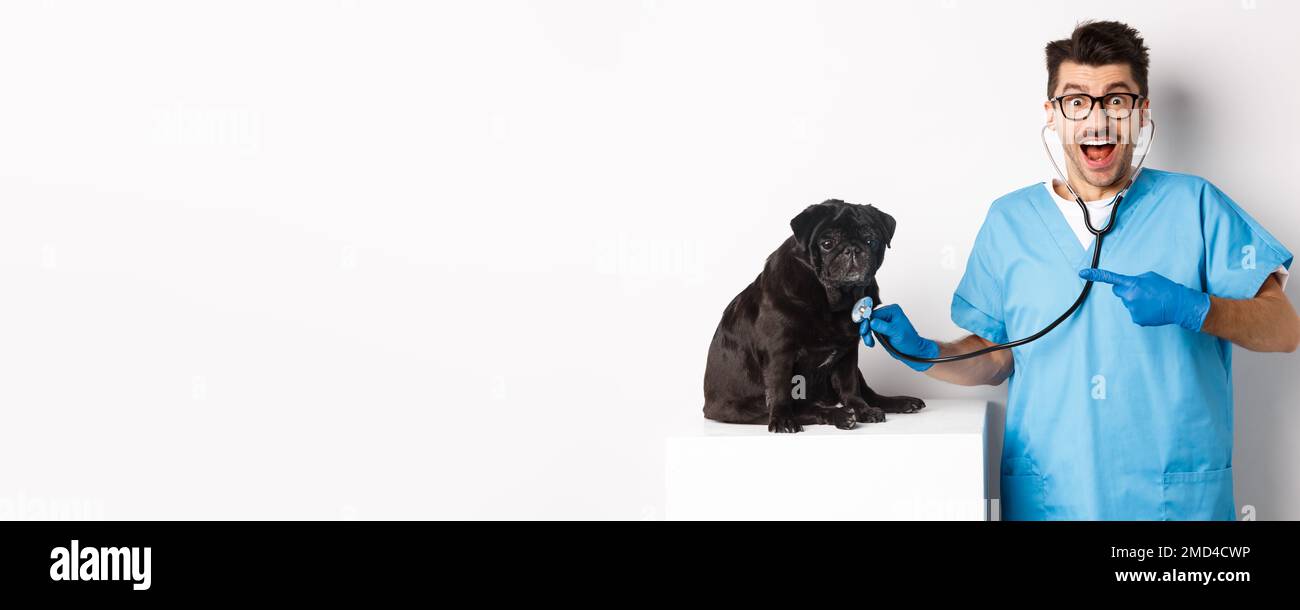 Beau vétérinaire à la clinique vétérinaire examinant mignon chien de pug noir, pointant le doigt sur l'animal pendant le contrôle avec stéthoscope, fond blanc Banque D'Images