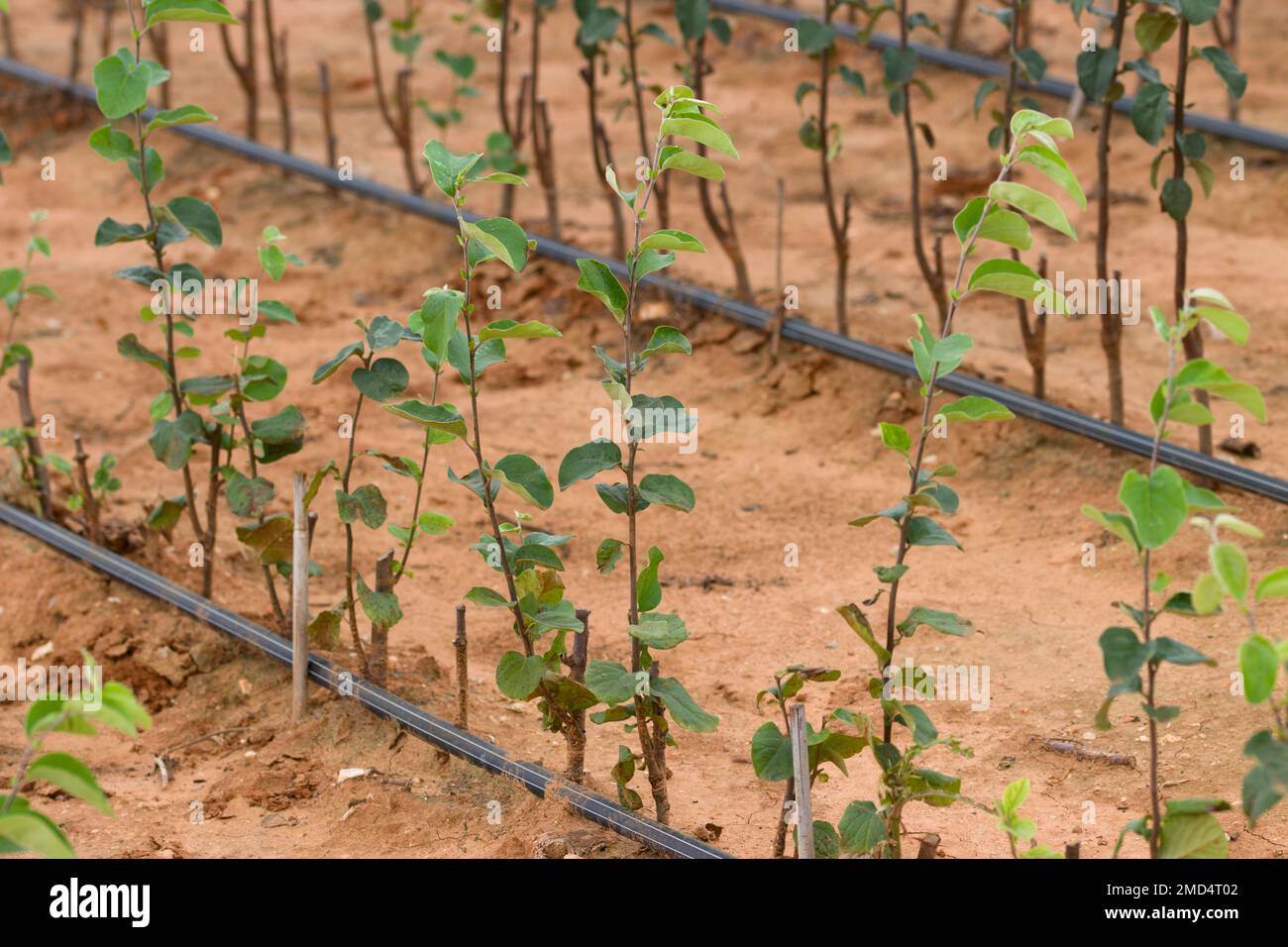 Détail de quelques rangées de jeunes arbres (plantules) d'une variété de persimmon planté dans le champ et irrigué par goutte à goutte Banque D'Images