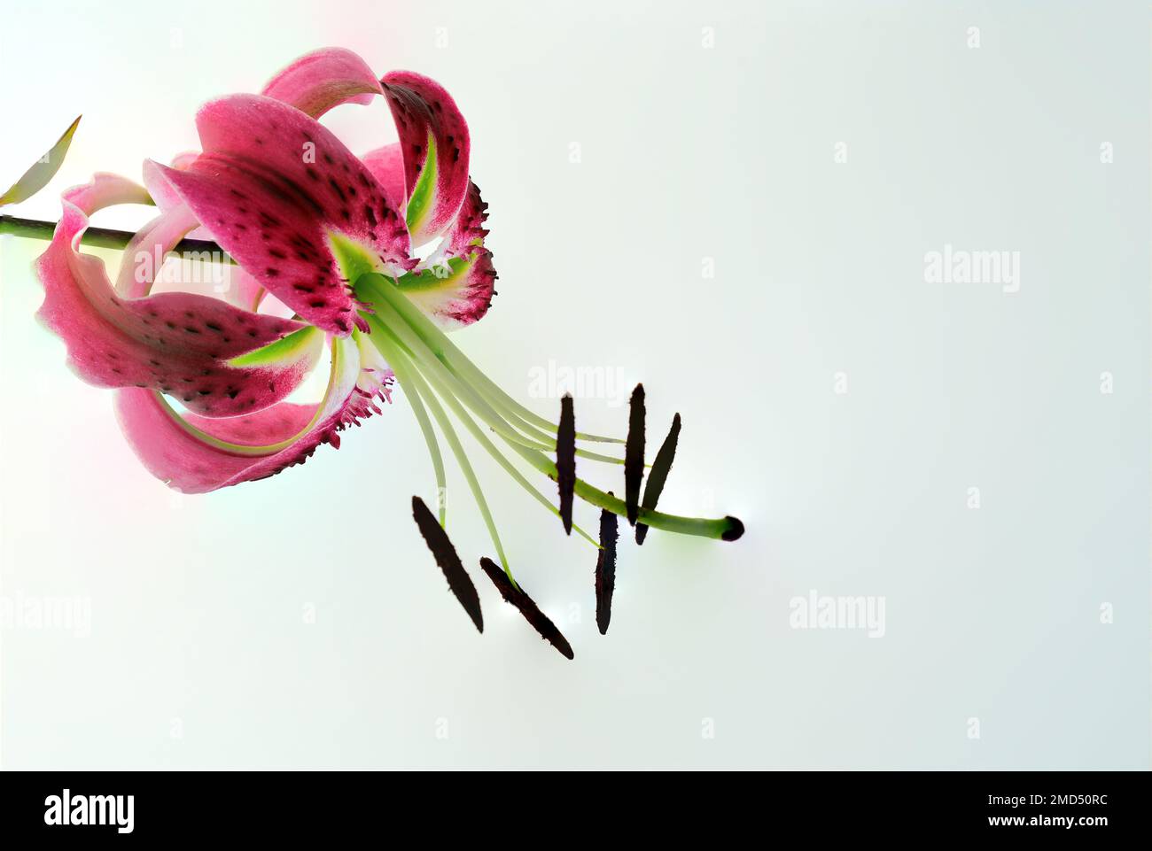 Lilium Black Beauty, représentant les Lilies Orienpet, également appelés hybrides OT. Il s'agit de croisements interspécifiques entre les lilies orientales et les nénuphars. Banque D'Images