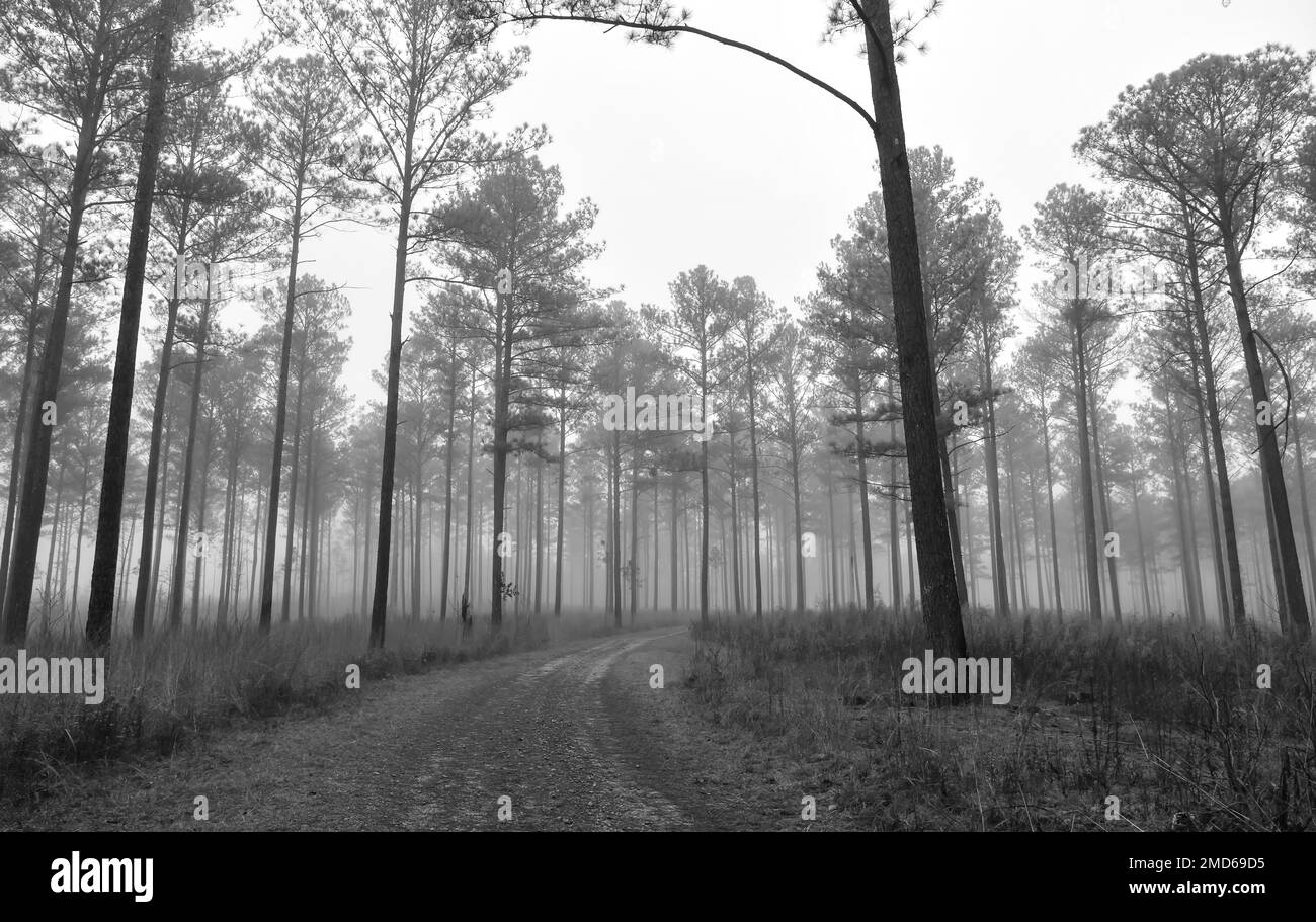 Vider le chemin de la route de terre à travers le brouillard et les grands pins Banque D'Images