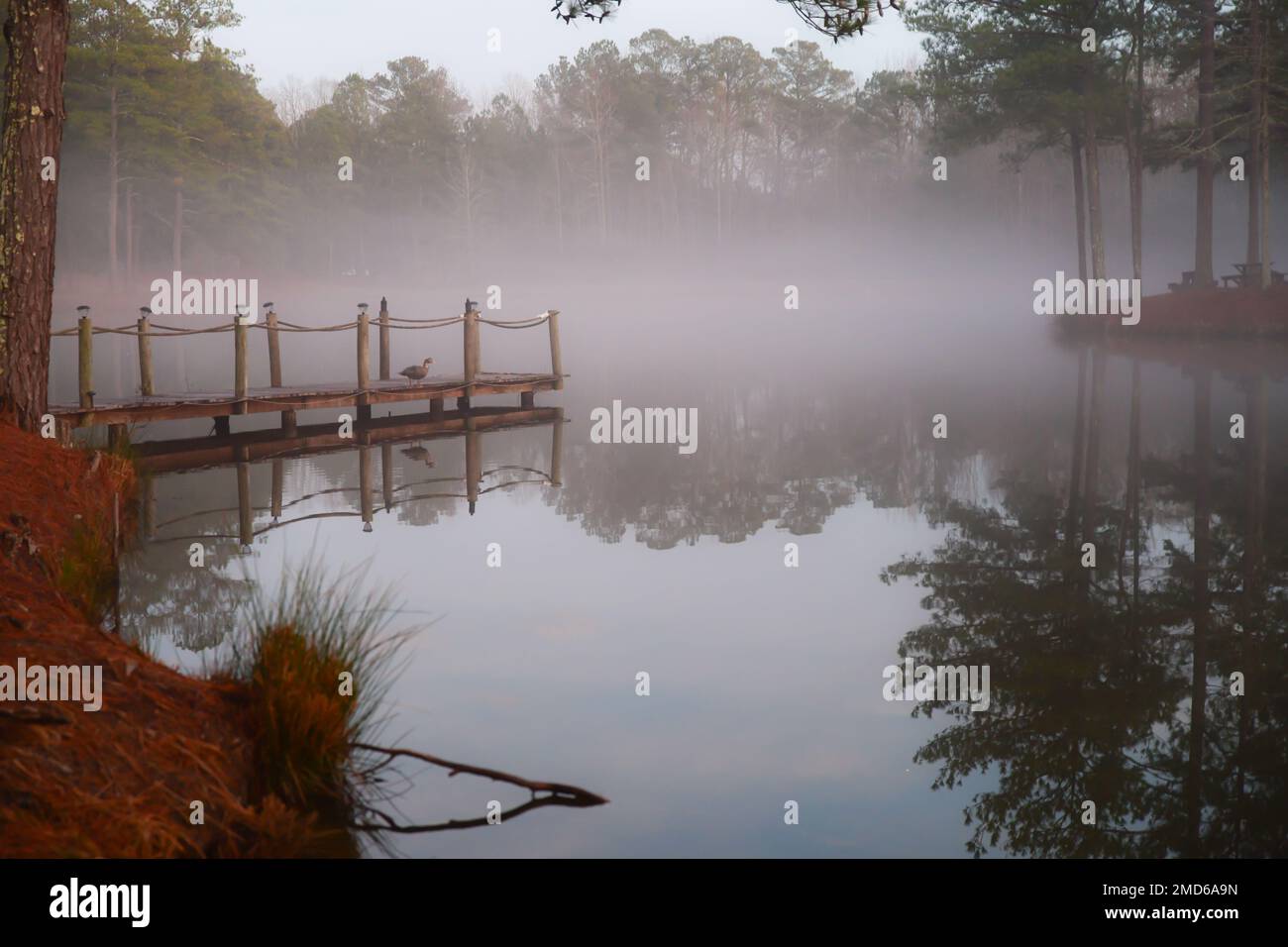 brouillard le matin le long de l'étang calme et du quai en bois Banque D'Images