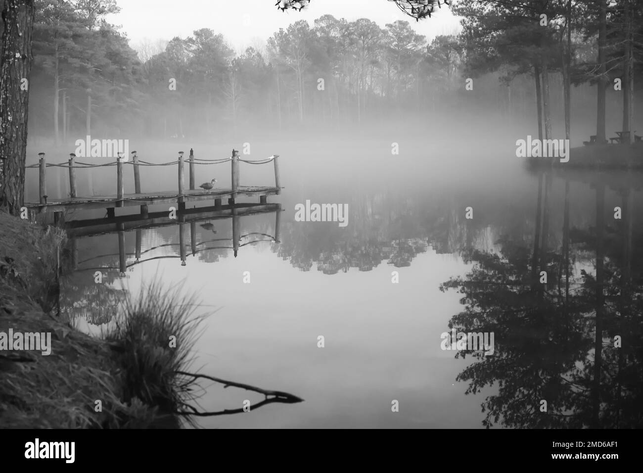 brouillard le matin le long de l'étang calme et du quai en bois Banque D'Images