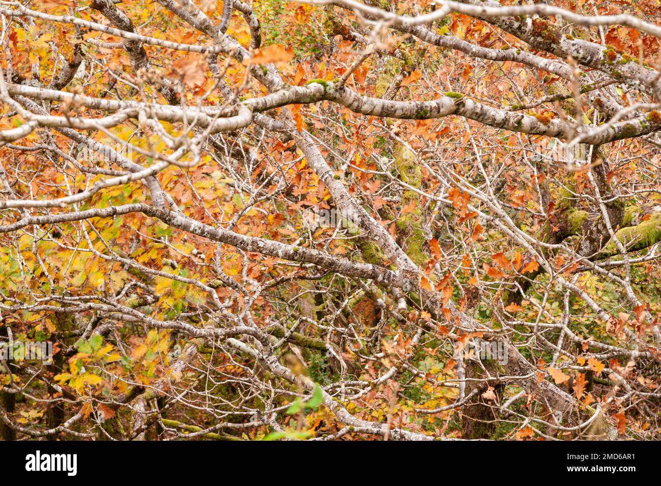 Arbres dans un feuillage automnal coloré Banque D'Images