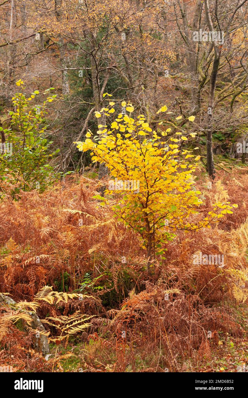 Arbres dans un feuillage automnal coloré Banque D'Images