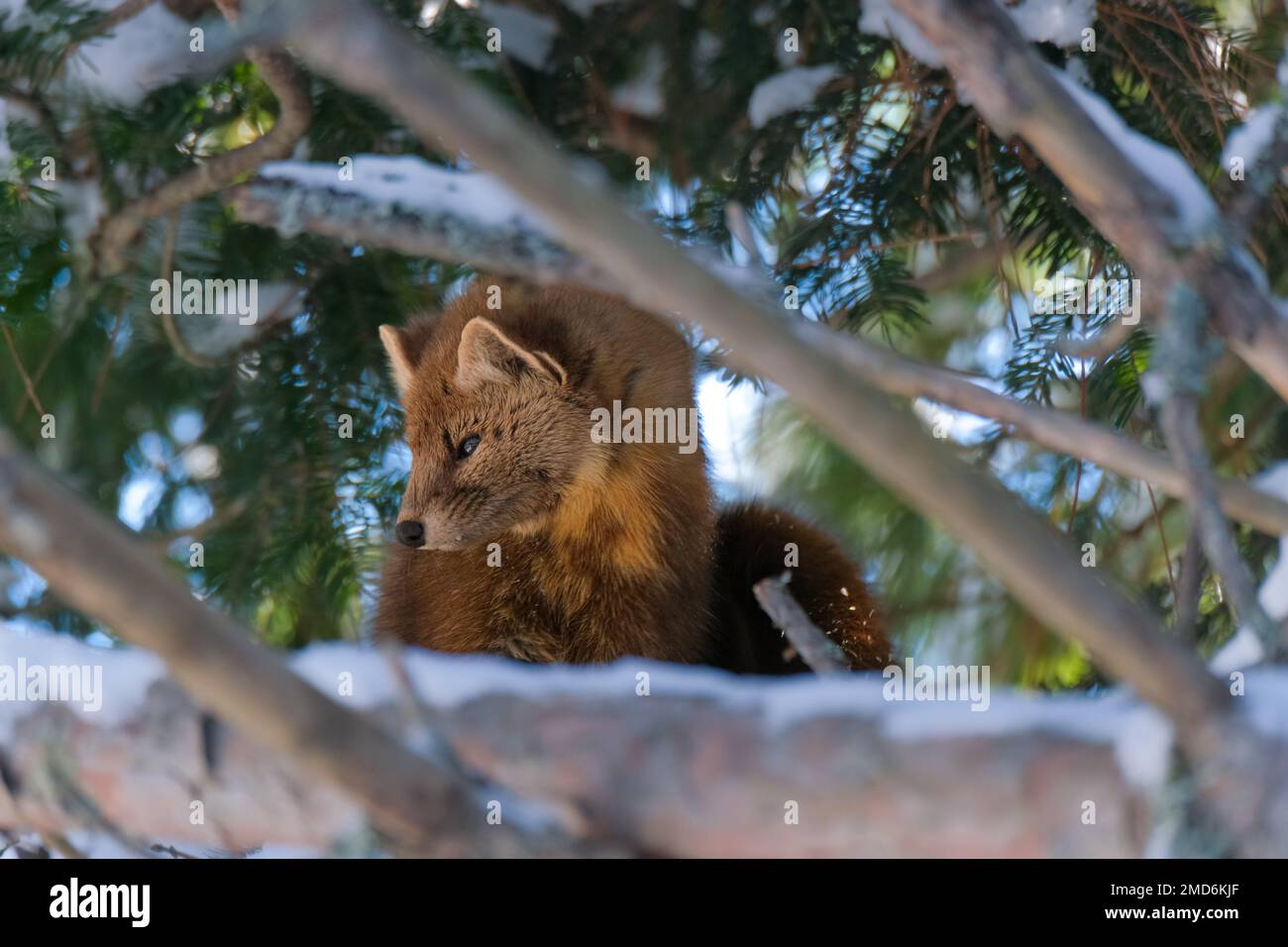 Une martre d'Amérique (Martes americana) montre le côté de sa face alors qu'elle regarde loin dans un pin enneigé pendant l'hiver. Banque D'Images