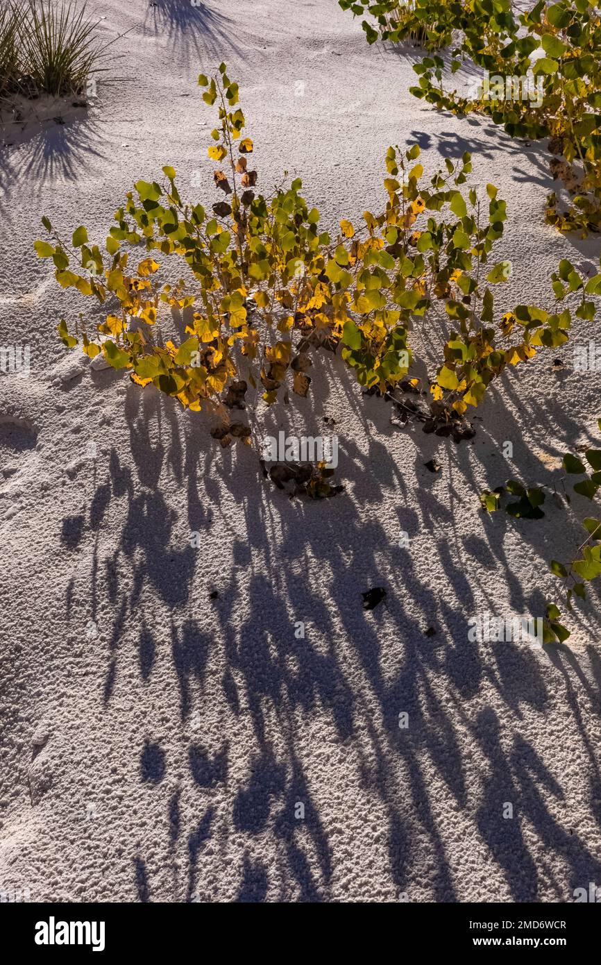 Automne Rio Grande Cottonwood laisse des ombres sur le sable dans le parc national de White Sands, Nouveau-Mexique, États-Unis Banque D'Images