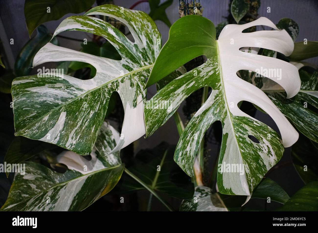 Superbes feuilles de Monstera Albo Borsigiana, une rare et populaire maison tropicale Banque D'Images