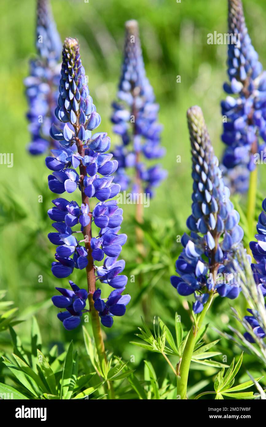 lupins bleus fleuris dans un pré Banque D'Images